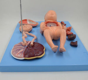 Modelo de Bebe Con Placenta nacimiento parto