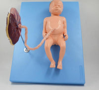 Modelo de Bebe Con Placenta nacimiento parto
