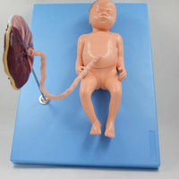 Modelo de Bebe Con Placenta nacimiento parto