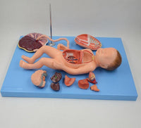 Modelo de Bebe Con Placenta nacimiento parto
