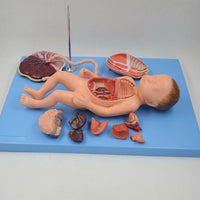 Modelo de Bebe Con Placenta nacimiento parto