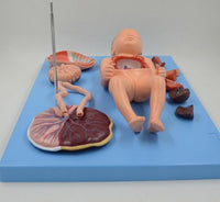 Modelo de Bebe Con Placenta nacimiento parto
