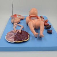 Modelo de Bebe Con Placenta nacimiento parto