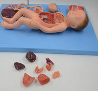 Modelo de Bebe Con Placenta nacimiento parto
