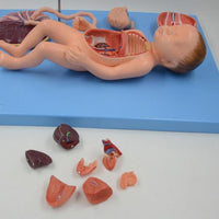 Modelo de Bebe Con Placenta nacimiento parto