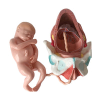 Modelo Anatomico de bebe