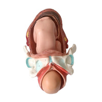 Modelo Anatomico de nacimiento parto posiciones fetal - alta simulacion
