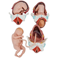 posicion fetal
