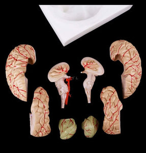 Modelo Anatomico Cerebro Humano escala 1:1 desmontable