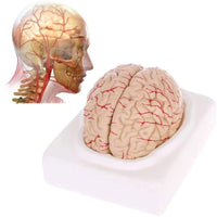 Modelo Anatomico Cerebro Humano escala 1:1