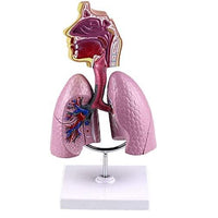 Modelo anatomico Sistema Respiratorio pulmon
