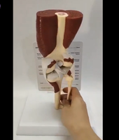 Modelo de articulación de hombro o rodilla con musculo
