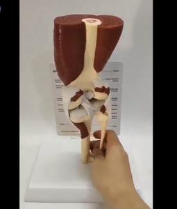 Modelo de articulación de hombro o rodilla con musculo