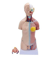 MODELO ANATOMICO DE Torso unisex 45 cms
