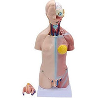 MODELO ANATOMICO DE Torso unisex 45 cms