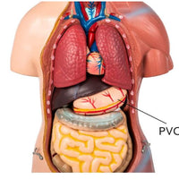 MODELO ANATOMICO DE Torso unisex 45 cms