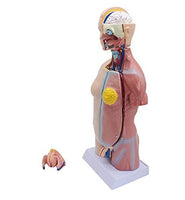 MODELO ANATOMICO DE Torso unisex 45 cms
