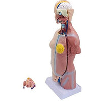 MODELO ANATOMICO DE Torso unisex 45 cms