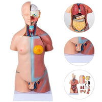 MODELO ANATOMICO DE Torso unisex 45 cms