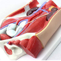 Modelo anatomico de sistema urinario urologia Desmontable
