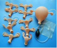 Modelo simulación examen ginecologico útero cervix simulador
